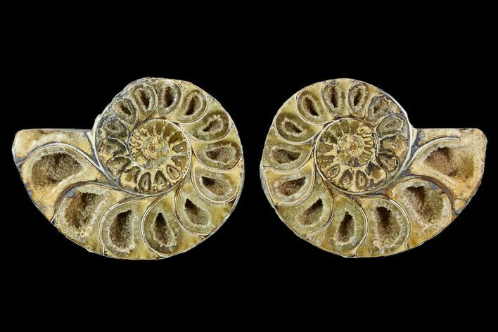Cut & Polished, Agatized Ammonite Fossil- Jurassic #110783
